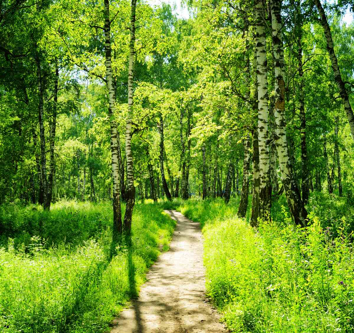 Fototapeta cesta obklopená zelenými stromami