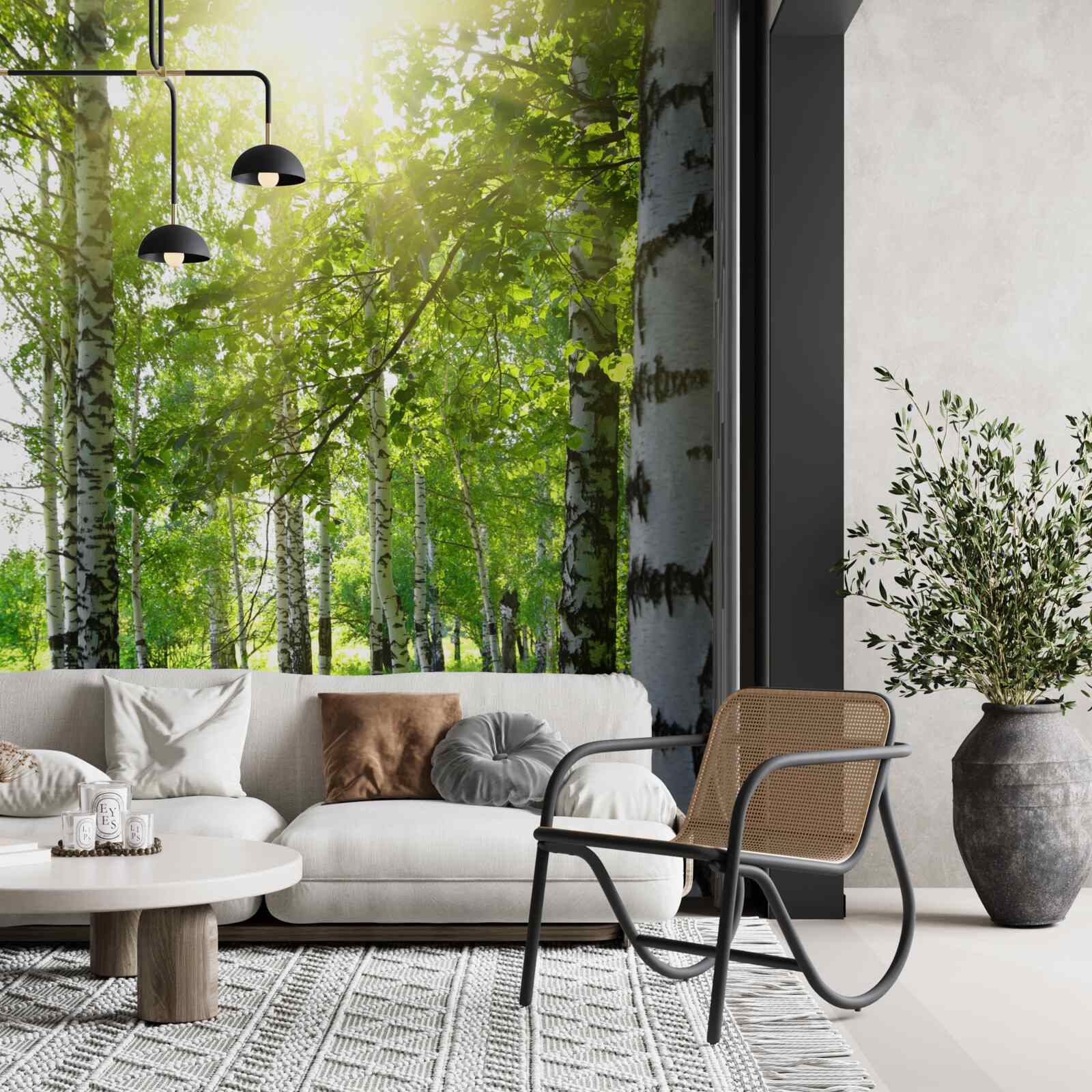 Fototapeta slnečné lúče v brezovom háji