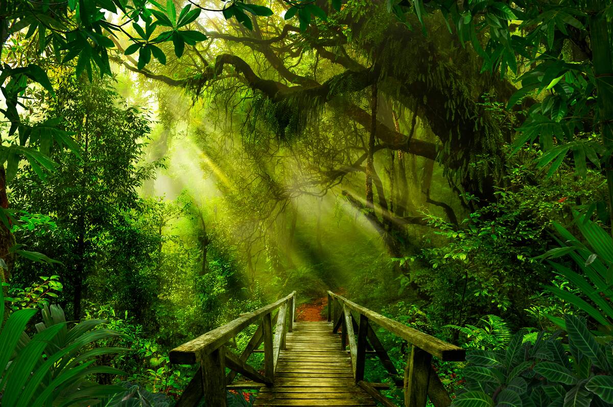 Fototapeta most hlboko v lese