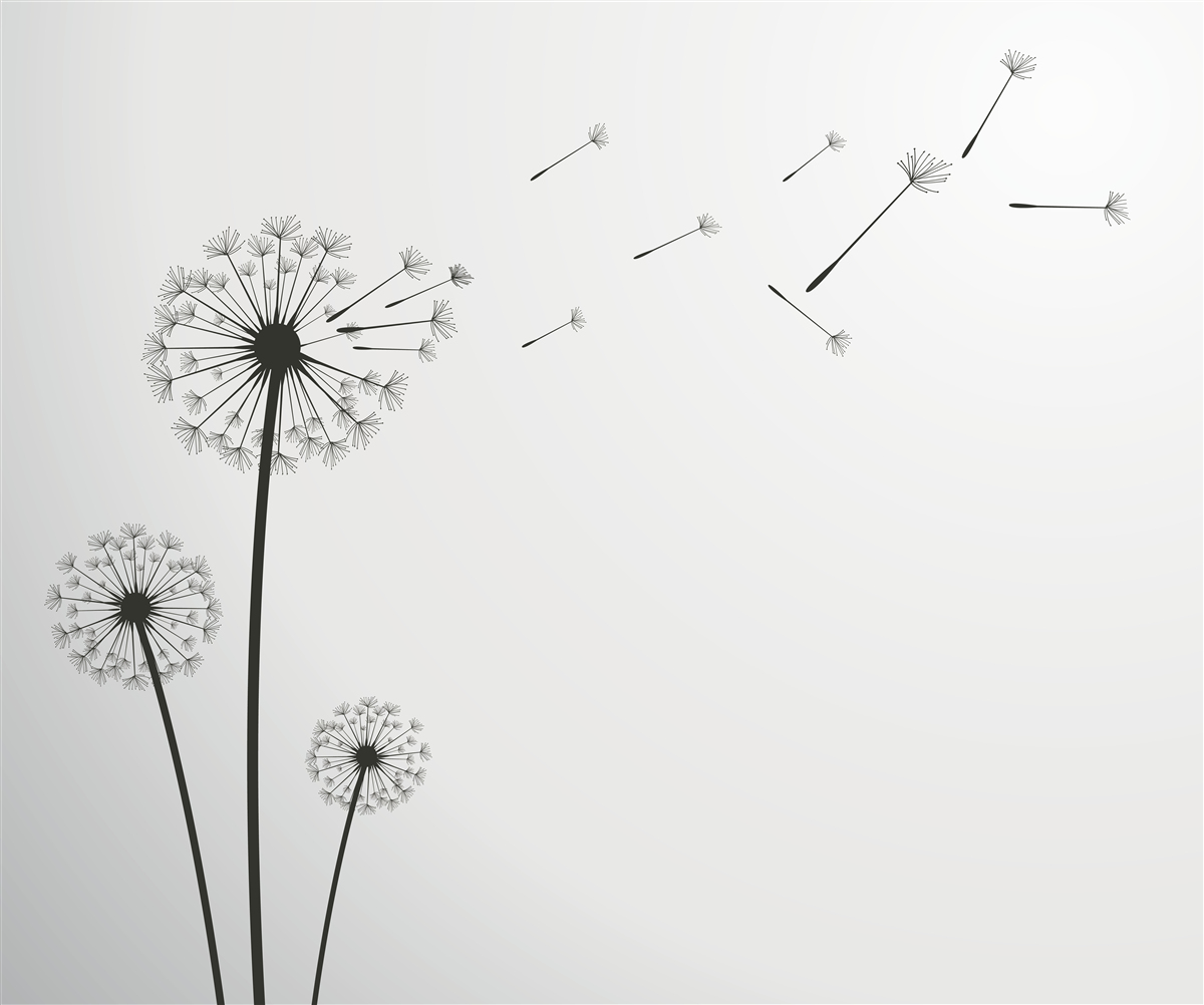 Fototapeta opadané púpavy odlietajú