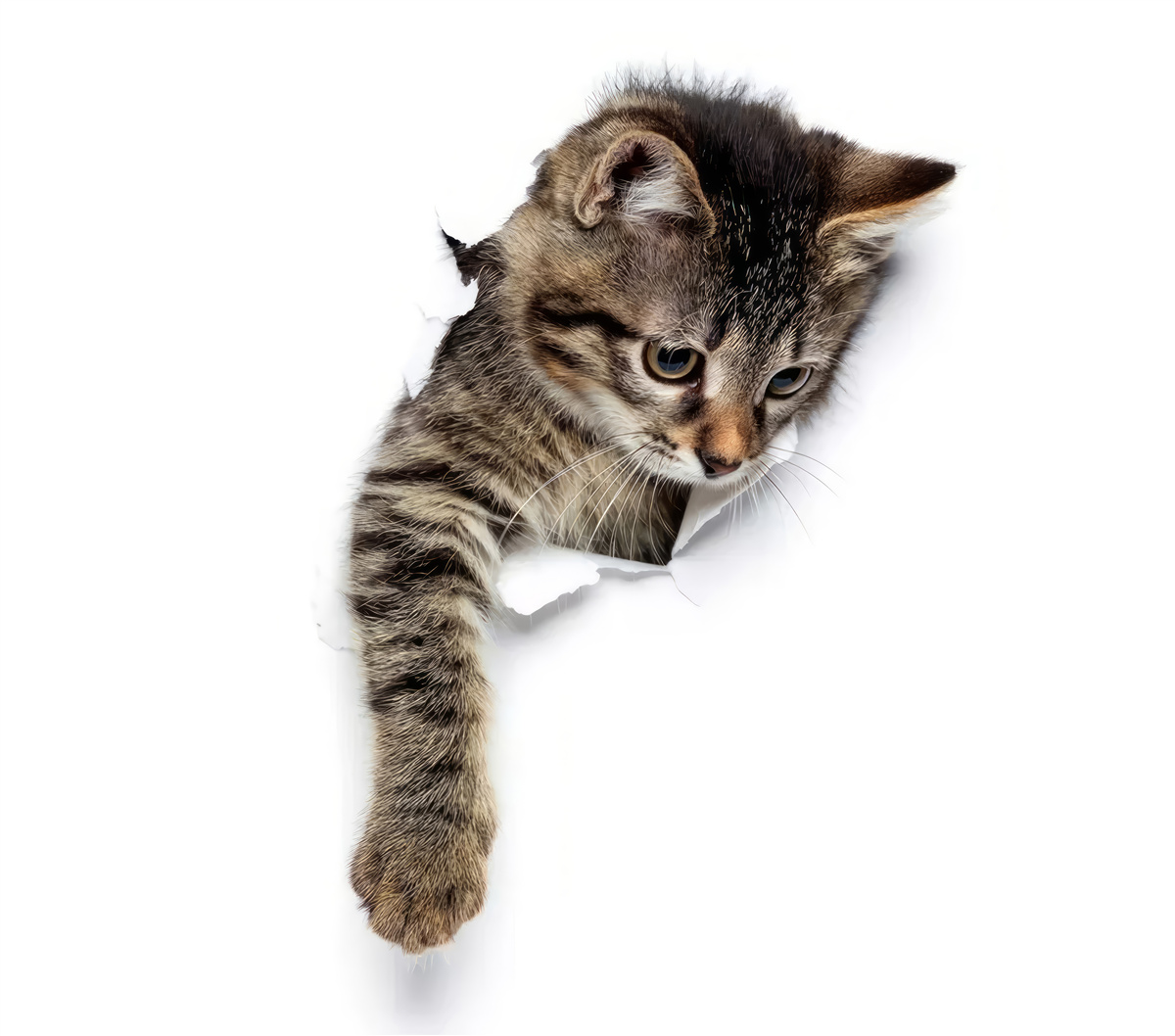 Fototapeta z bielej steny sa vynorí mačiatko