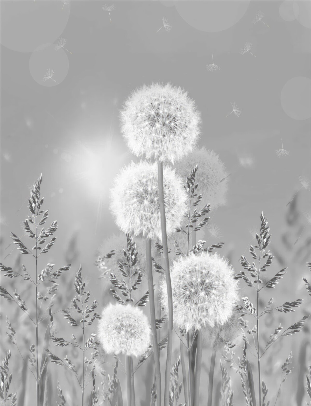 Fototapeta púpavy v odtieňoch čiernej a bielej