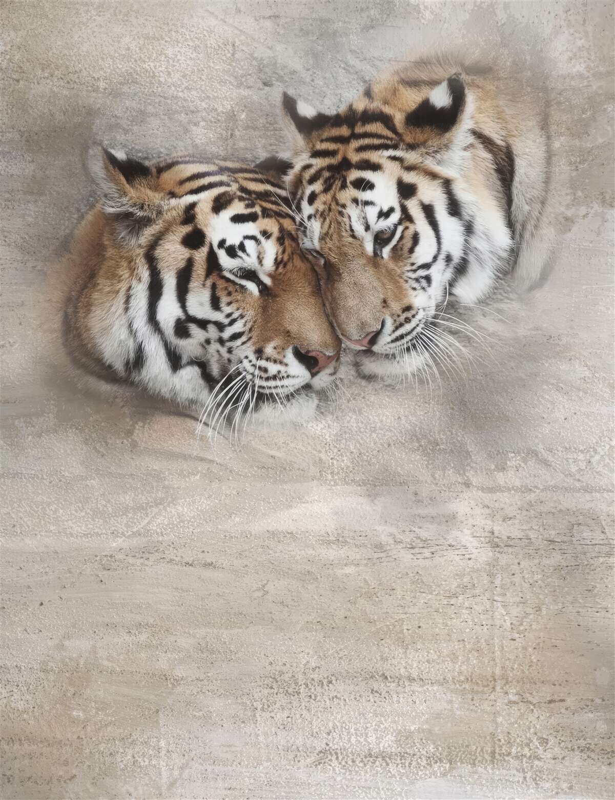 Fototapeta dva tigre sa k sebe prilepili