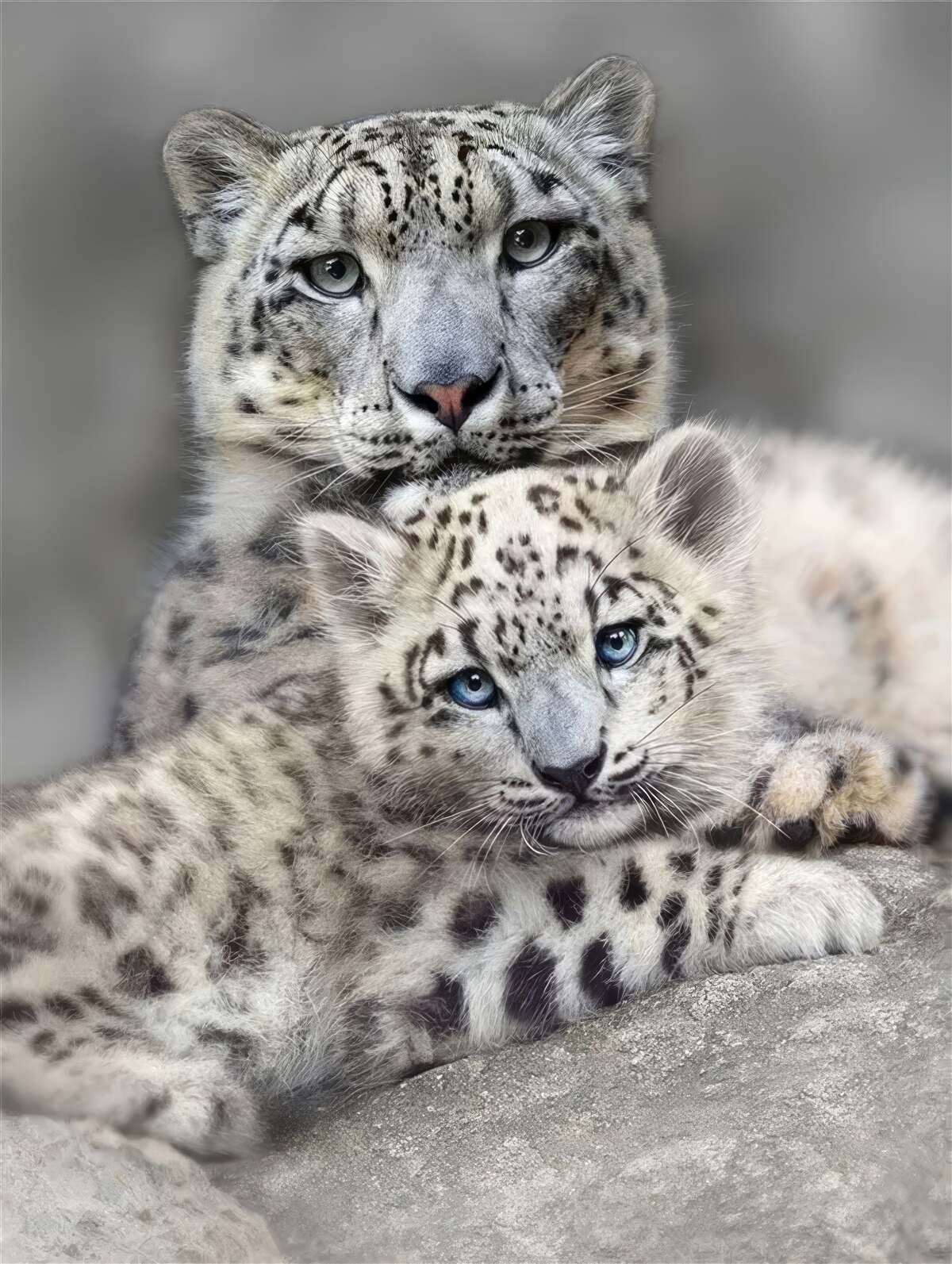 Fototapeta leopard s mláďaťom