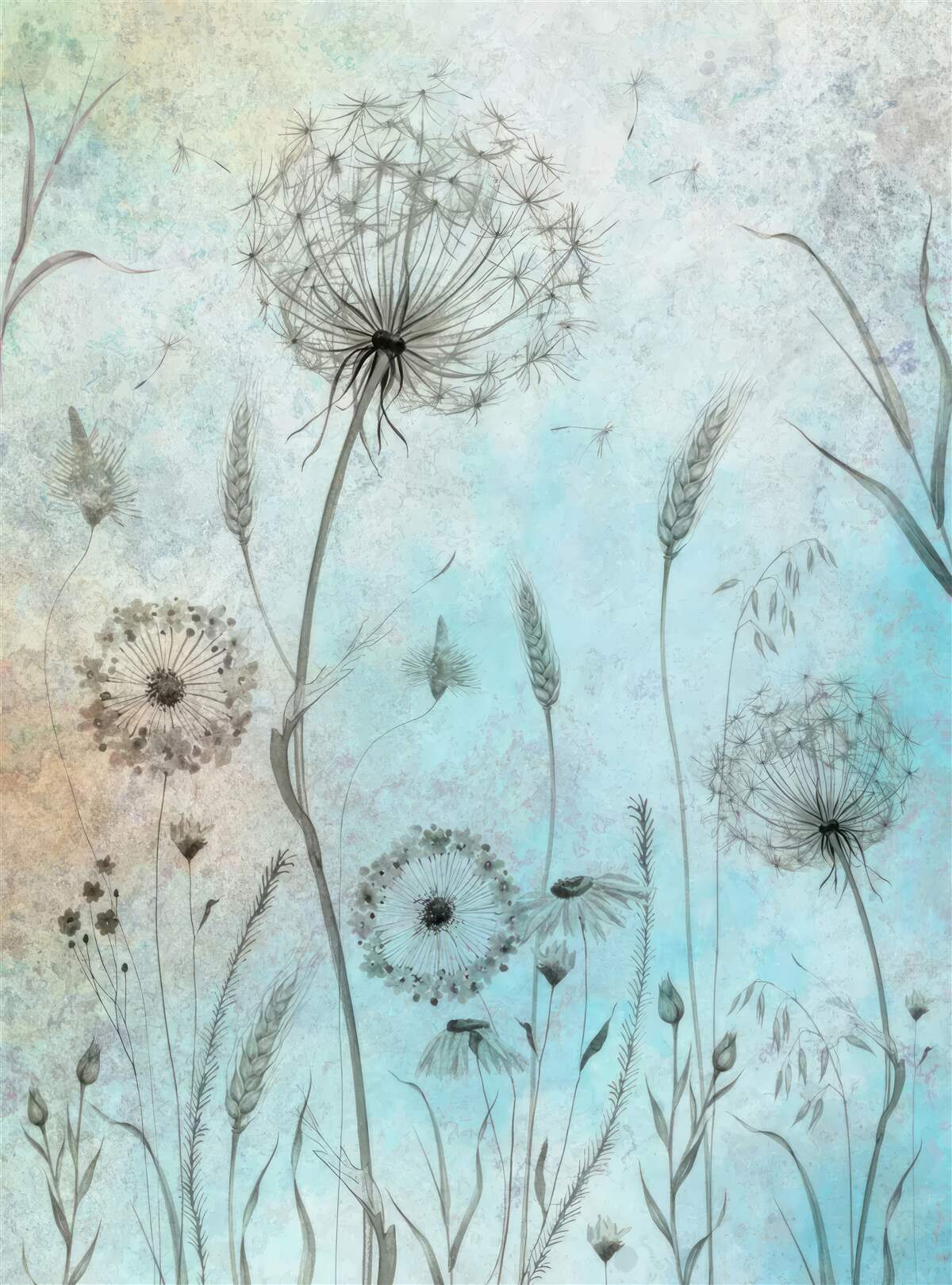 Fototapeta pšenica a púpava