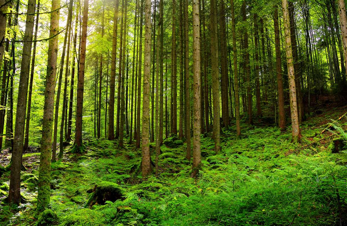 Fototapeta slnečné lúče prenikajú do lesa