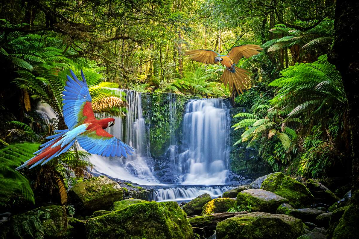 Fototapeta skrytý vodopád v lese