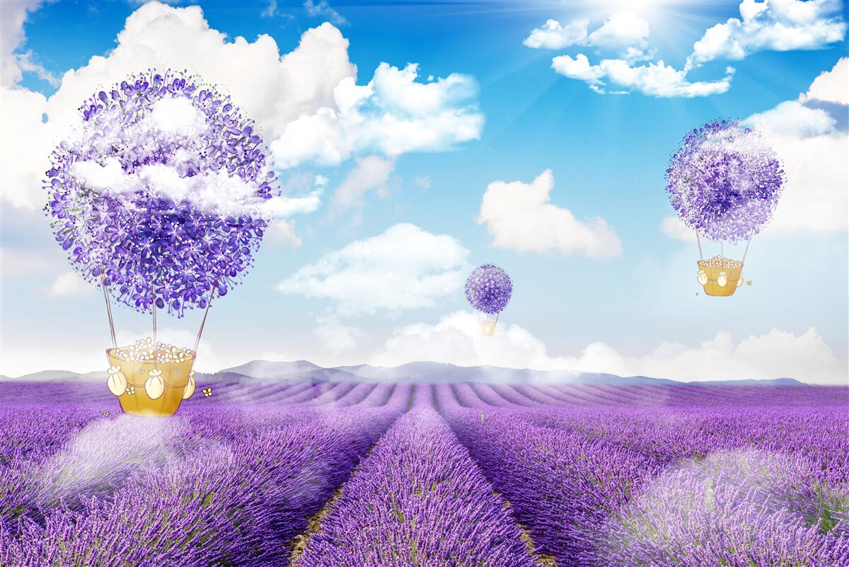 Fototapeta levanduľová plantáž a balóny