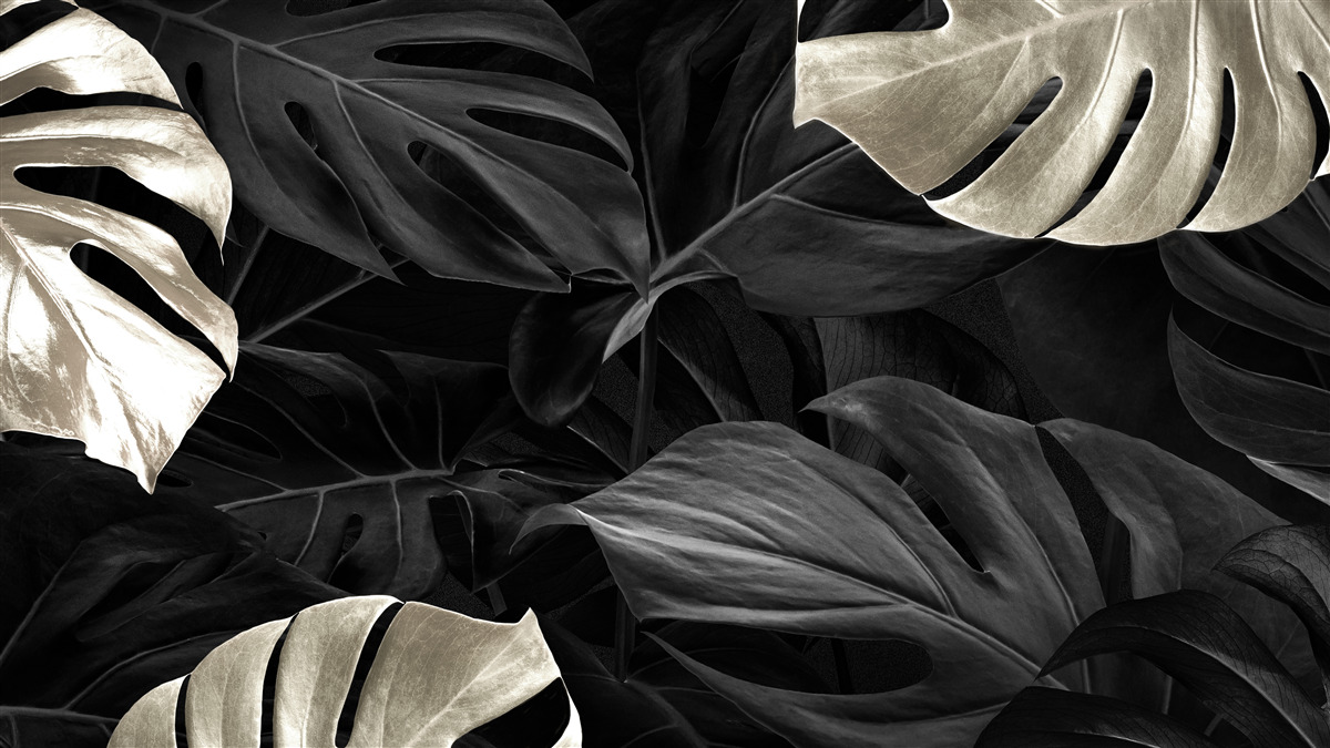 Fototapeta Snehobiele listy monstera na čiernom pozadí