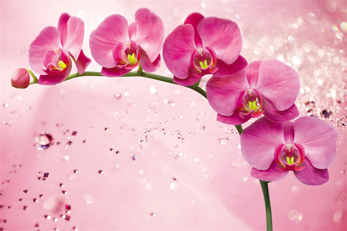 Fototapeta červená orchidea na konári