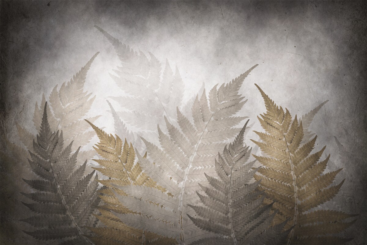 Fototapeta listy paprade zahalené v hmle v lese