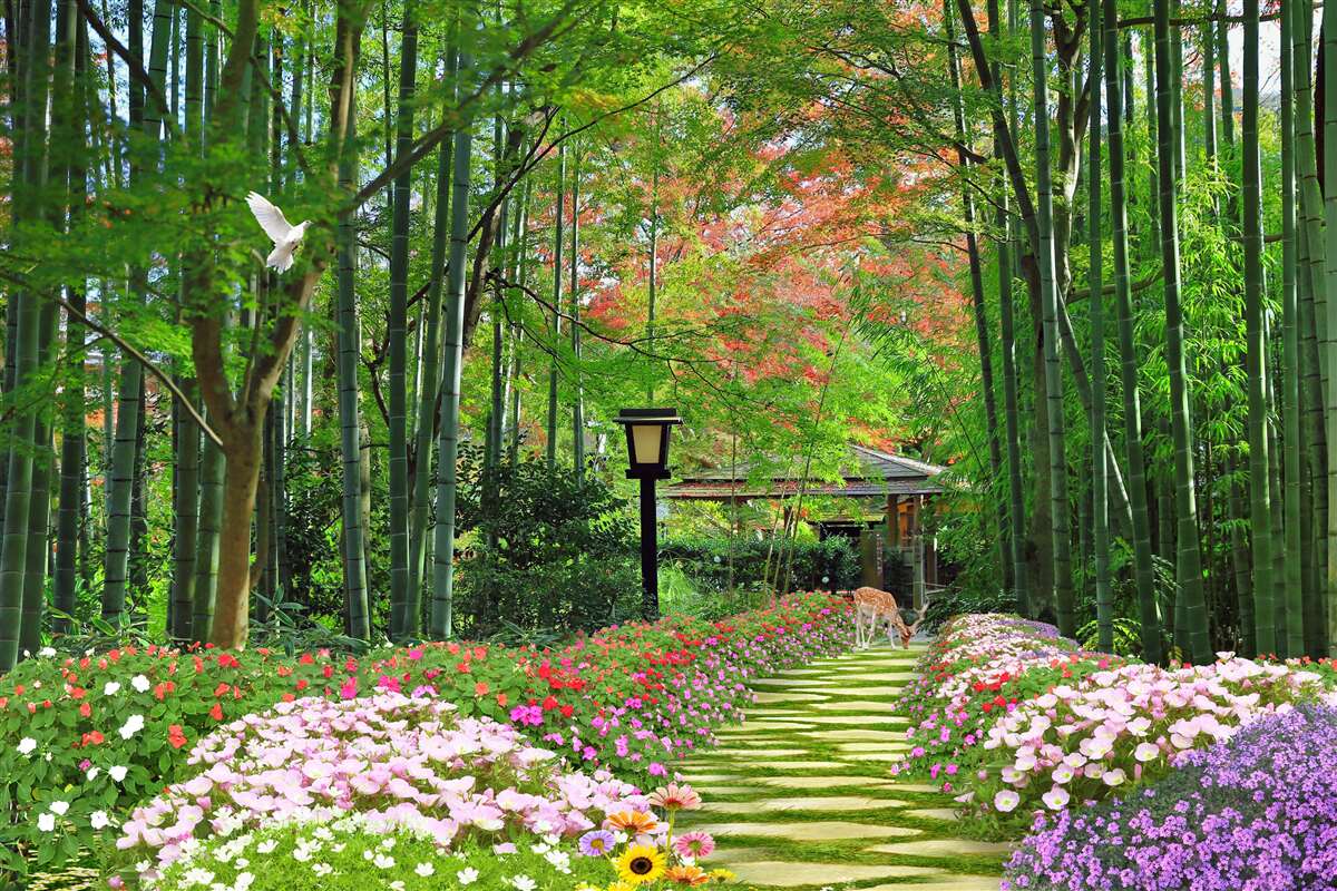 Fototapeta fotografia lesa so zeleňou a cestou