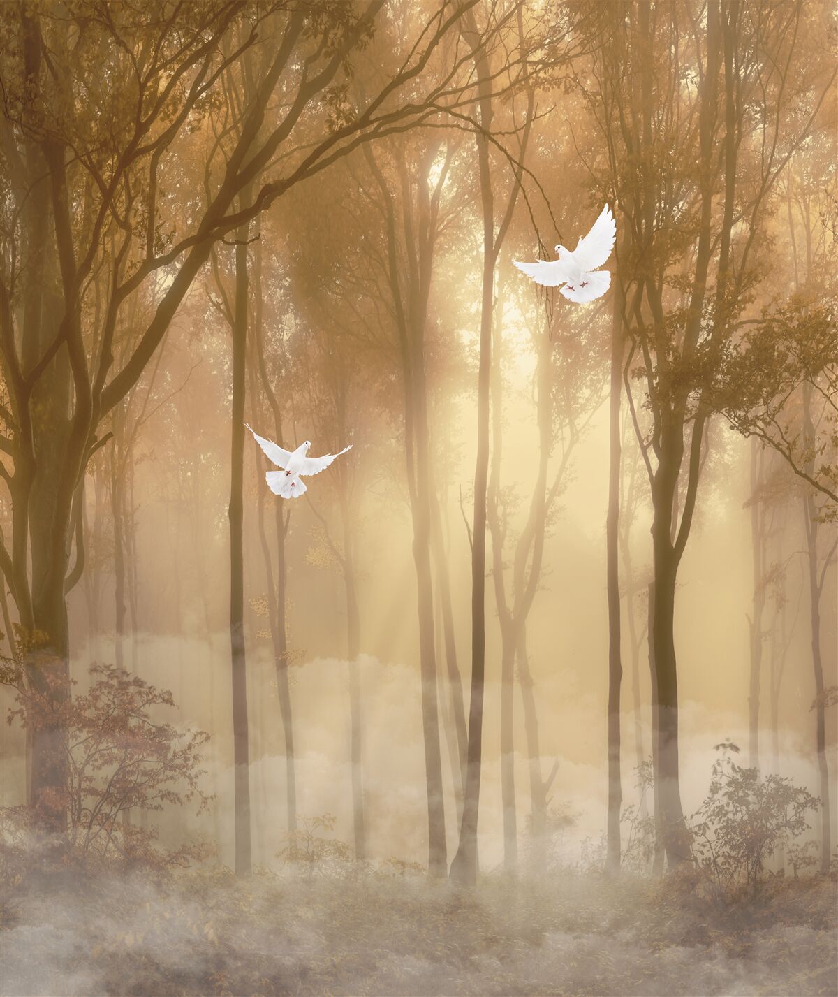 Fototapeta lietajúce holuby prechádzajú hmlistým krytom