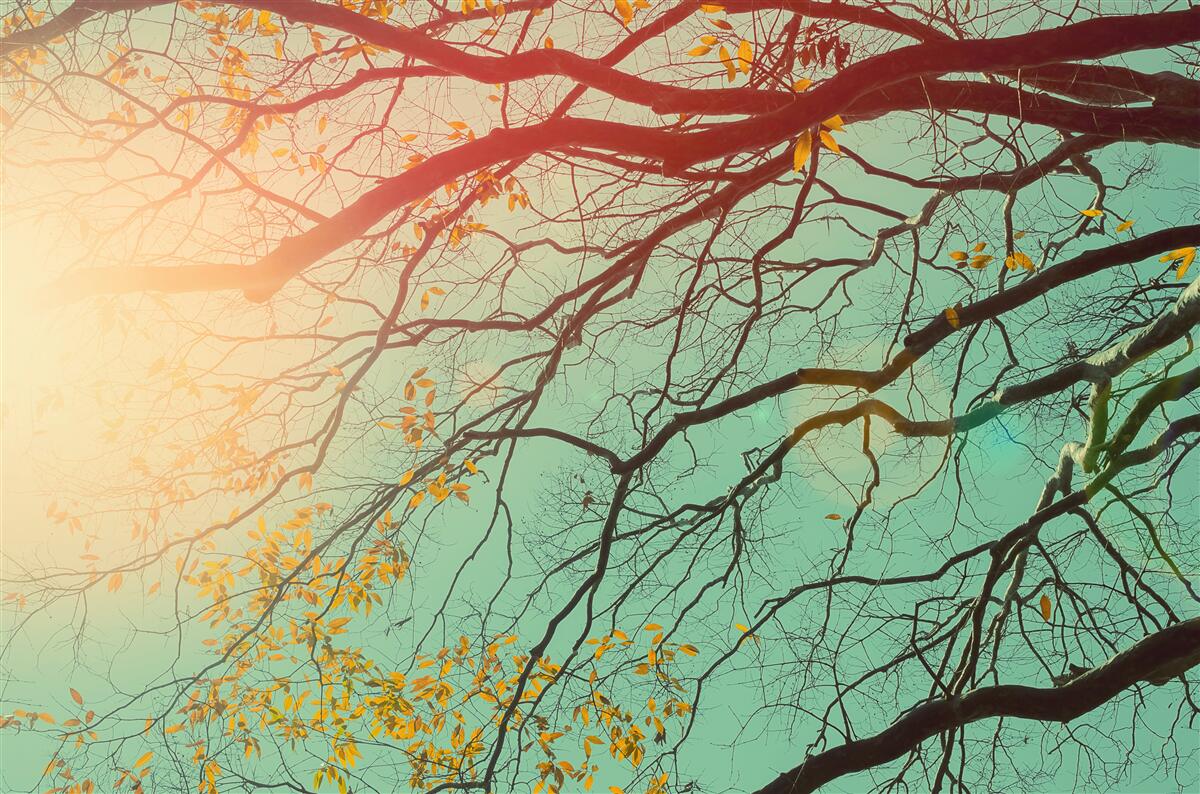 Fototapeta proti oblohe je vidieť vetvy stromov