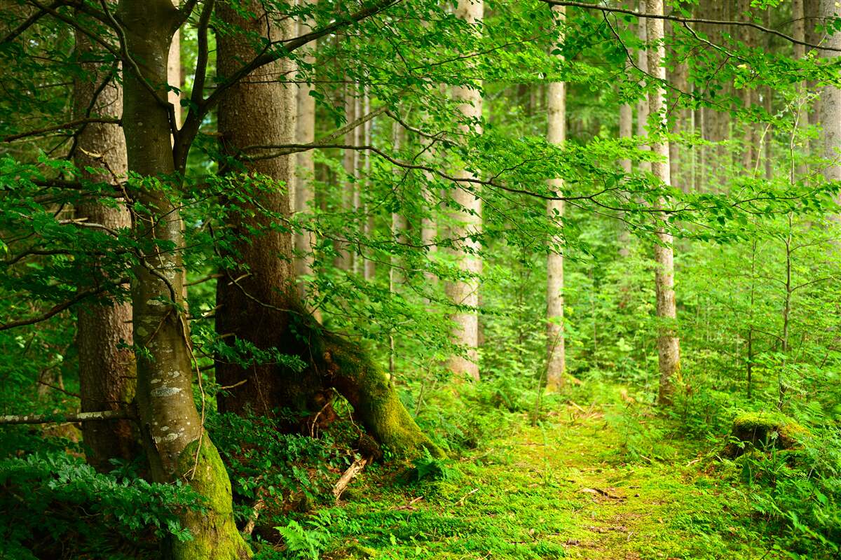 Fototapeta svieži zelený letný les