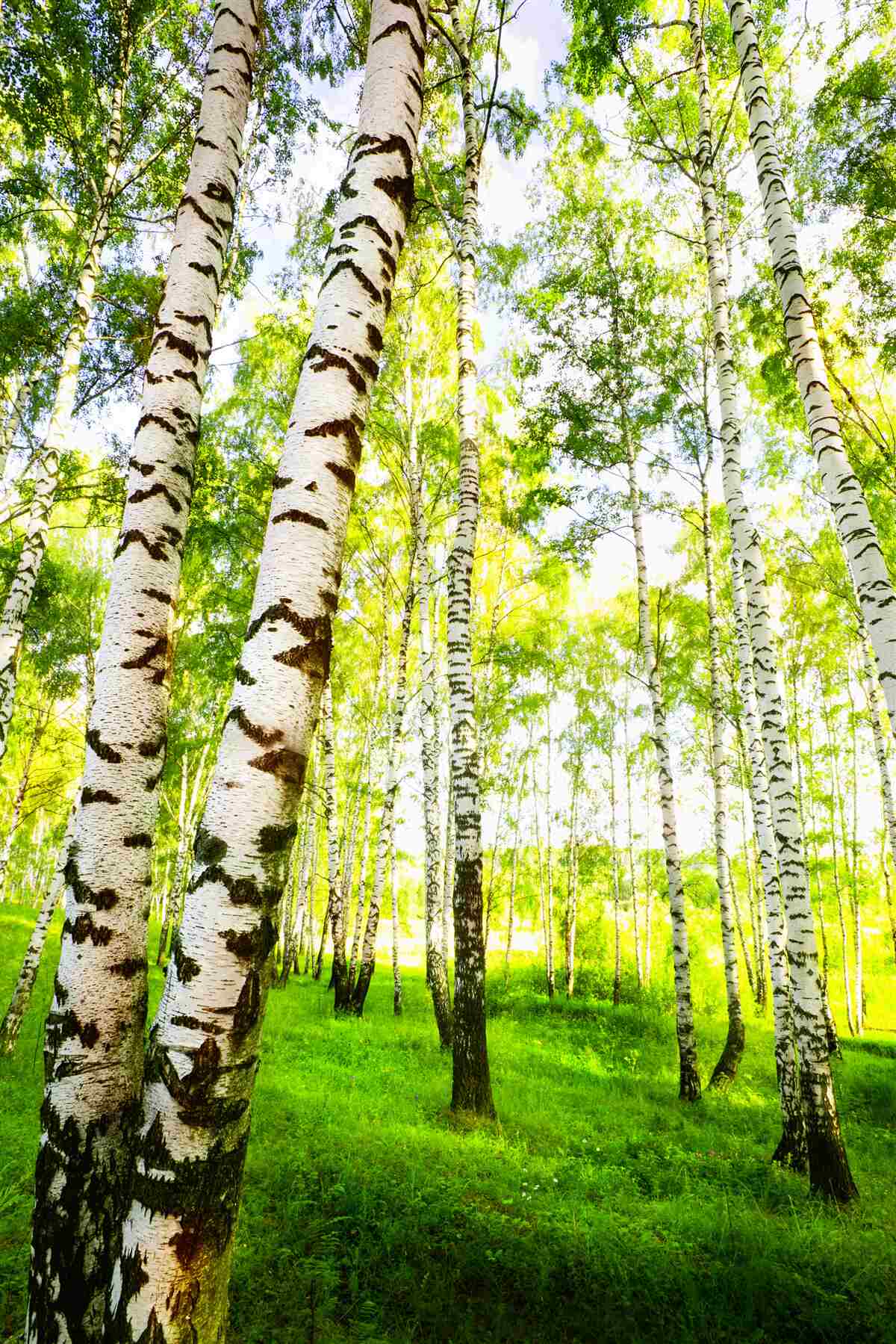Fototapeta letný háj štíhlych briez