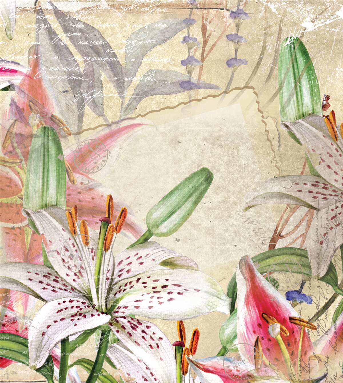 Fototapeta kvitnúce snehobiele ľalie