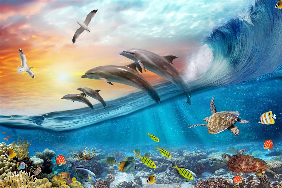 Fototapeta delfíny vyskakujú z vĺn