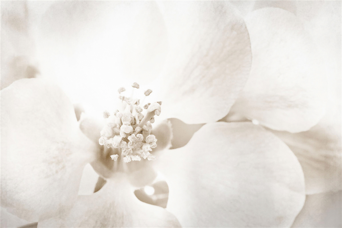 Fototapeta veľký jemný púčik orchidey