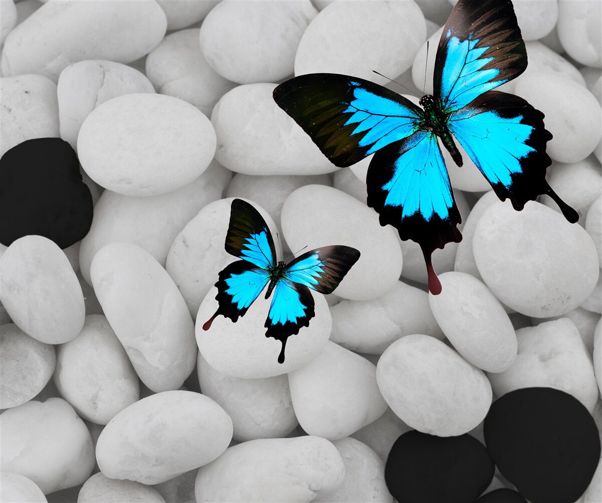 Fototapeta farebné motýle na svetlých kameňoch