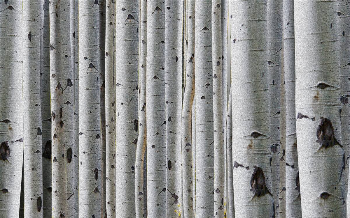 Fototapeta brezový les