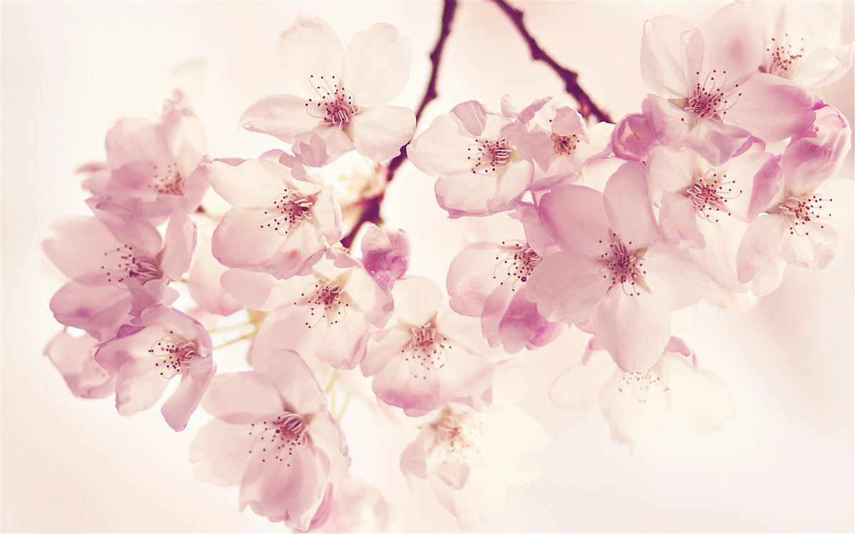 Fototapeta kvety divokej čerešne, plné jemnosti