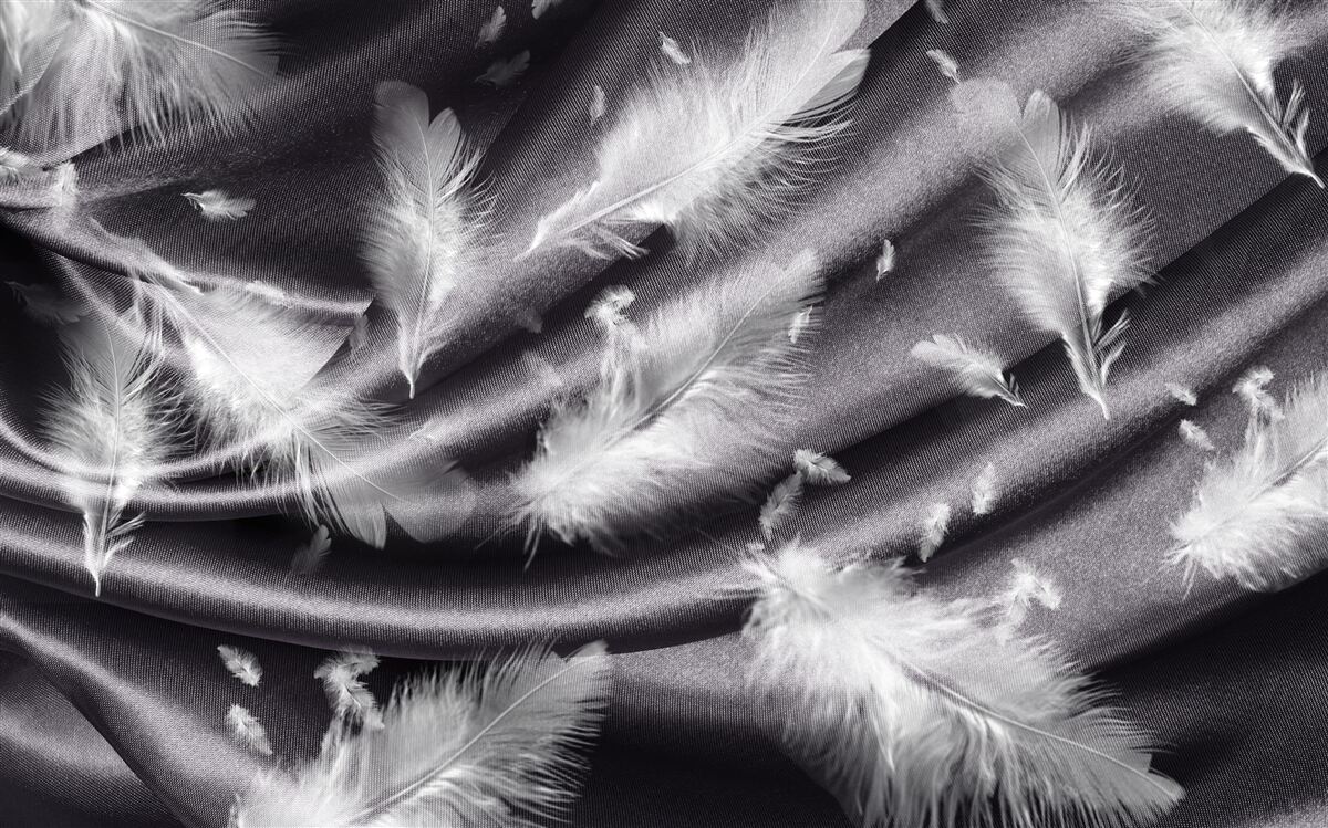 Fototapeta na sivom materiáli boli položené snehobiele pierka