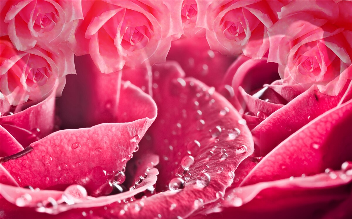 Fototapeta kvapky rosy na ruži