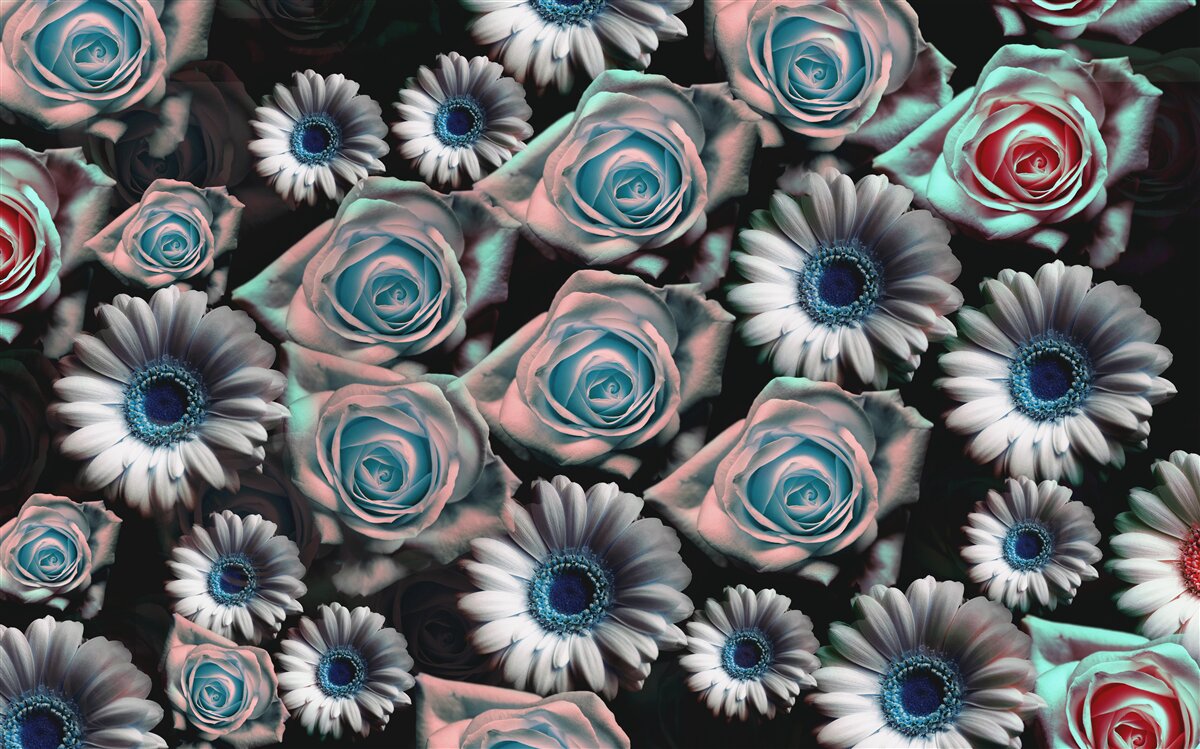 Fototapeta gerbery a ruže na čiernom pozadí