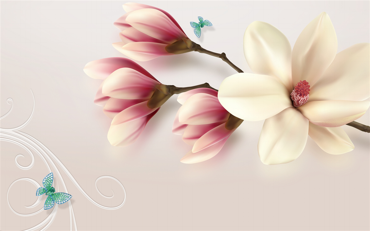 Fototapeta biela magnólia v plnom kvete