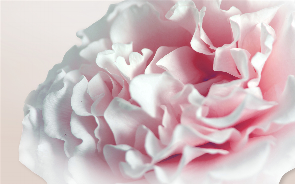 Fototapeta mäkký, svetloružový púčik