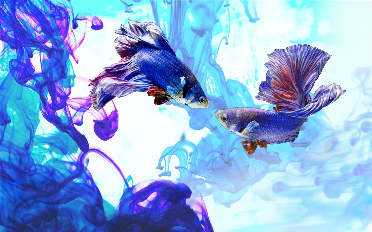 Fototapeta vodní obyvatelia s chvostmi hrajú vo vlhkých živloch