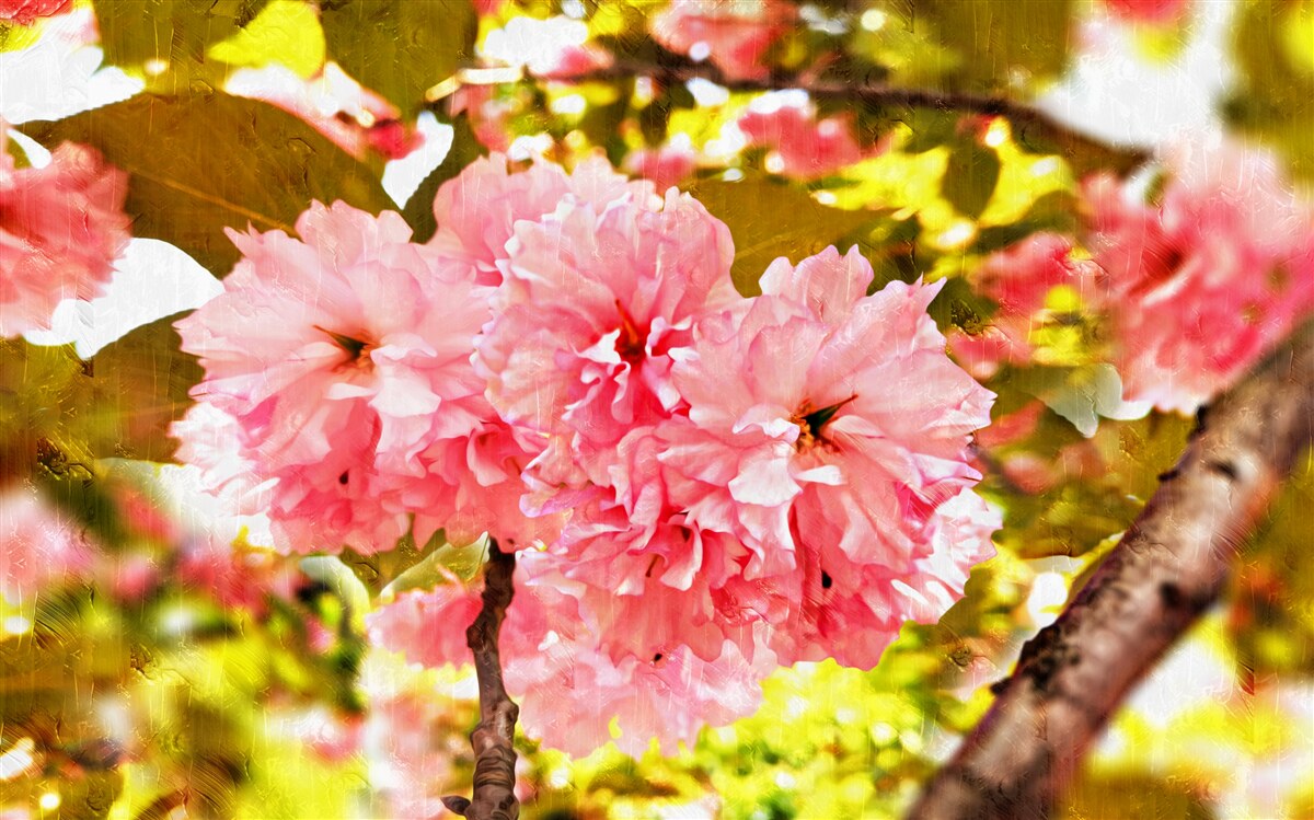 Fototapeta kanzan sakura v plnom kvete