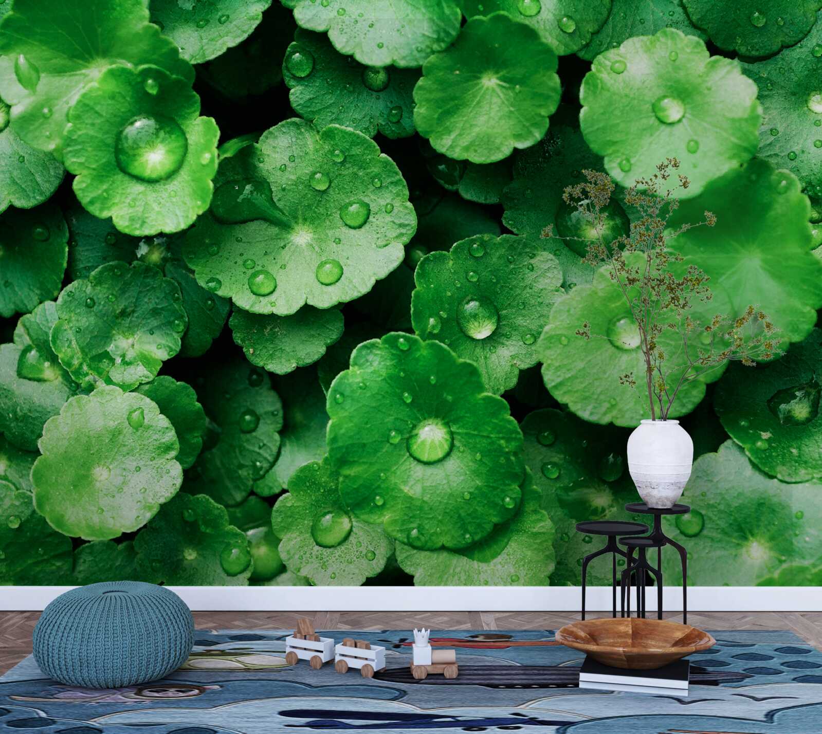 Fototapeta zelené listy pokryté kvapkami sladkej vody