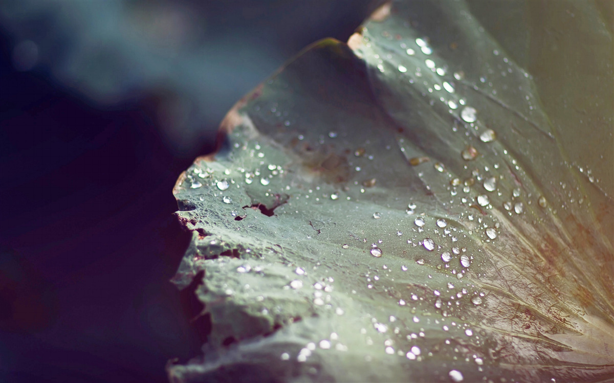 Fototapeta zrnká skorej rosy na liste