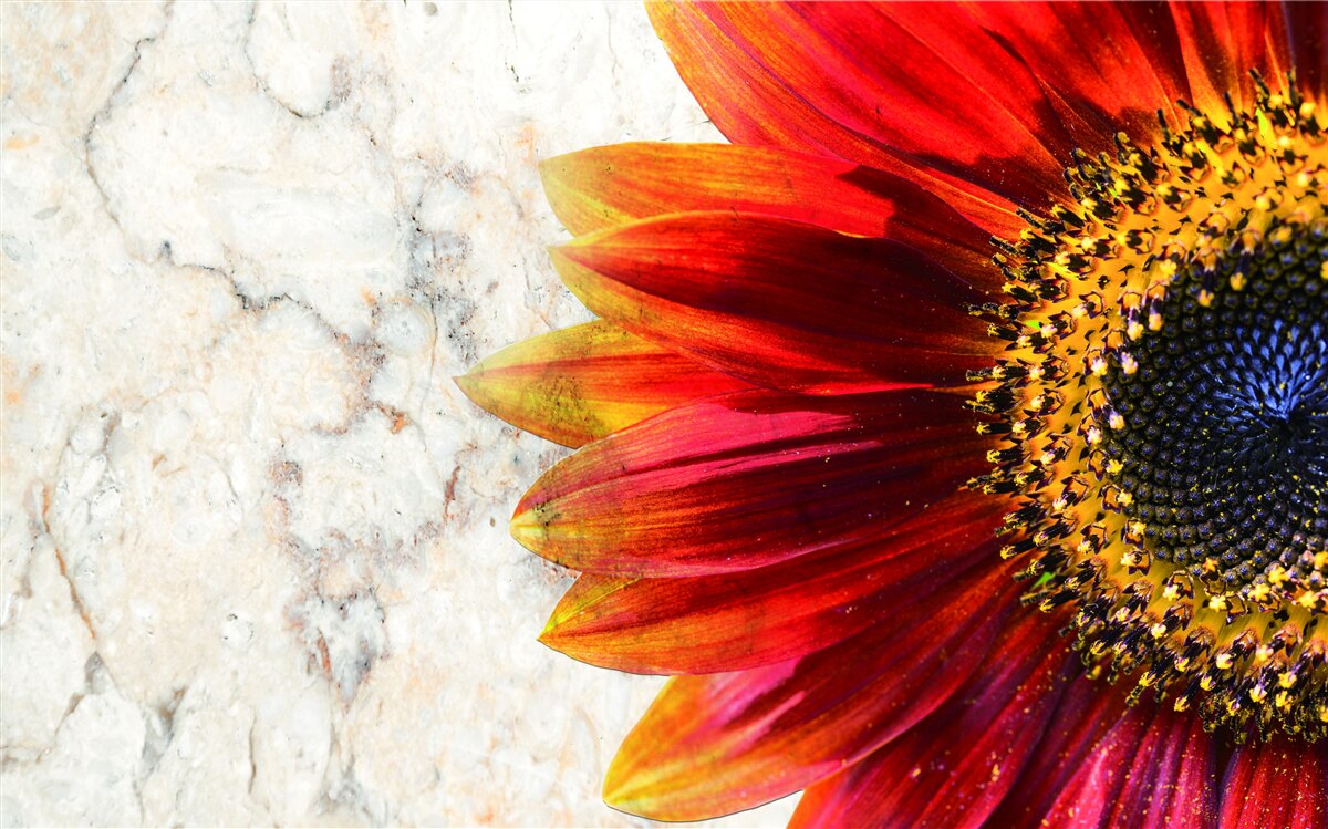 Fototapeta obrovská červeno-oranžová gerbera