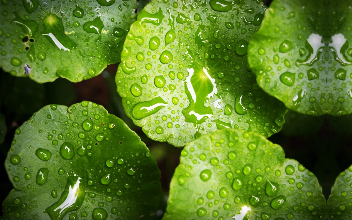 Fototapeta listy umyté kvapkami dažďa nadobudli sýty zelený odtieň