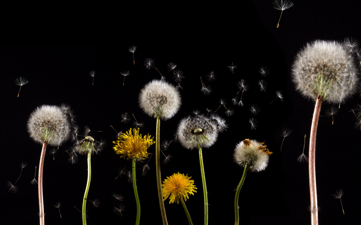 Fototapeta éra púpav
