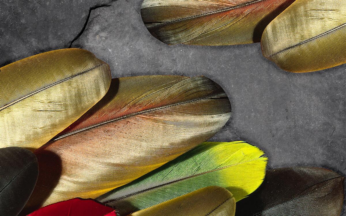 Fototapeta zlaté perie sa leskne na sivom pozadí