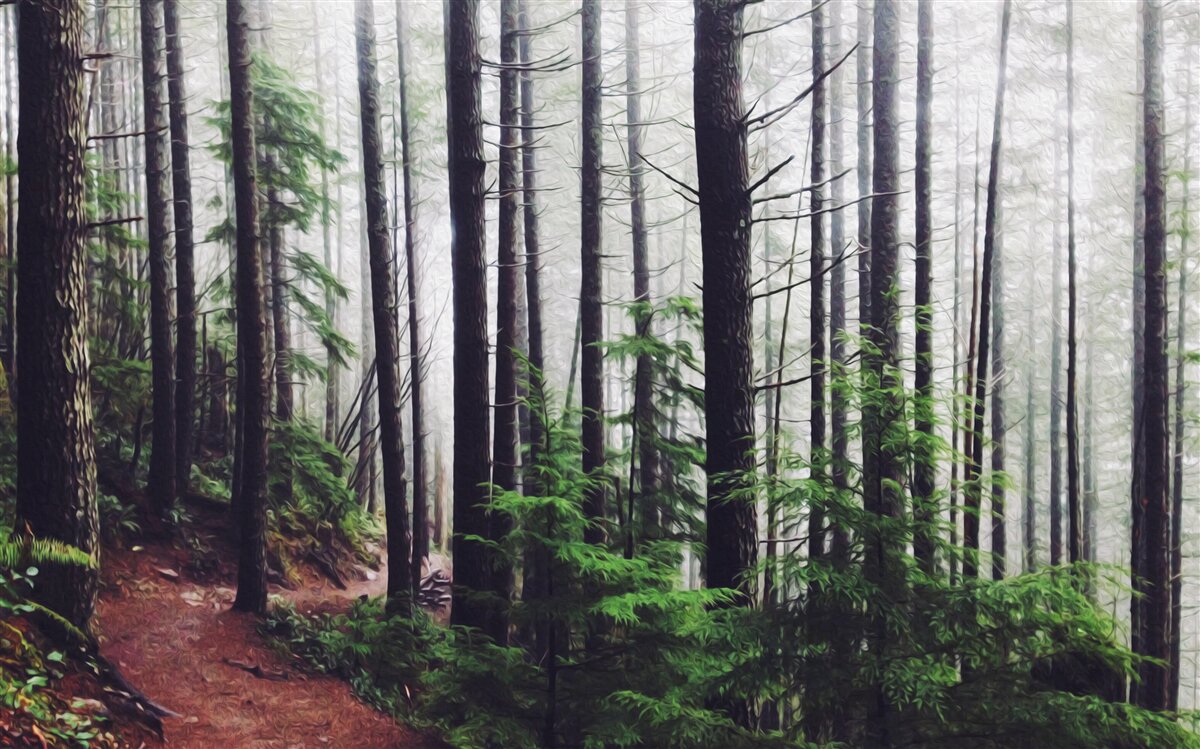 Fototapeta hmlový les je plný vysokých a štíhlych stromov