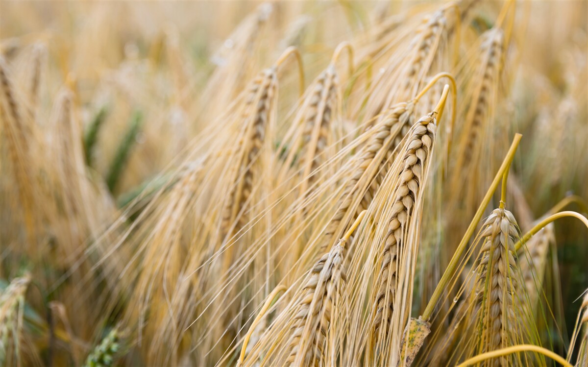 Fototapeta pole dozrievajúcich pšeničných klasov
