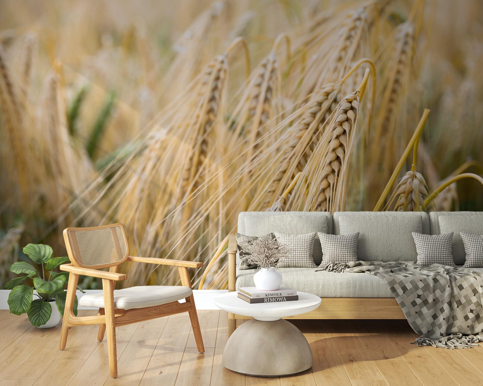 Fototapeta pole dozrievajúcich pšeničných klasov