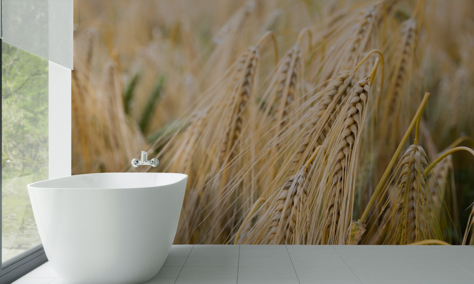 Fototapeta pole dozrievajúcich pšeničných klasov