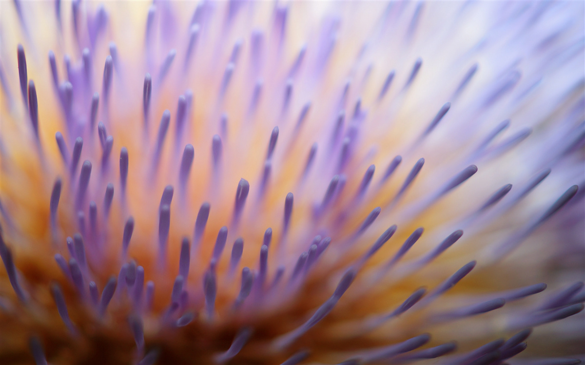 Fototapeta lila bodliak zo Škótska