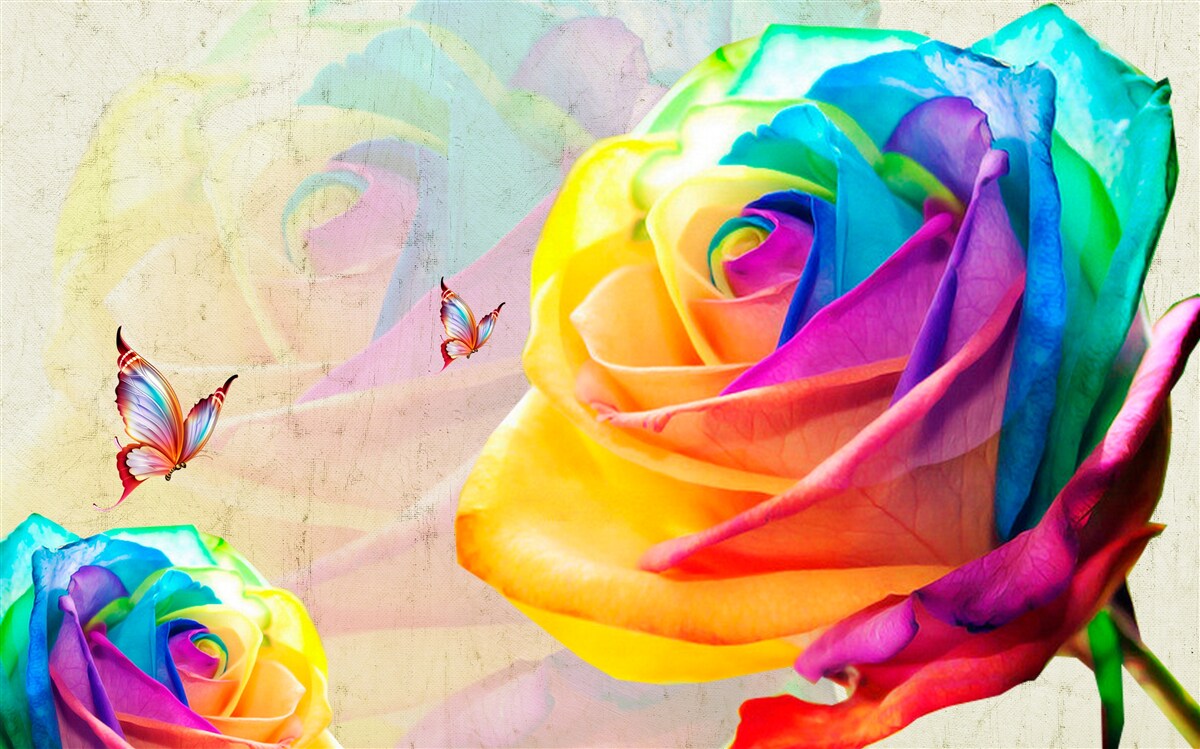 Fototapeta dúhová ruža