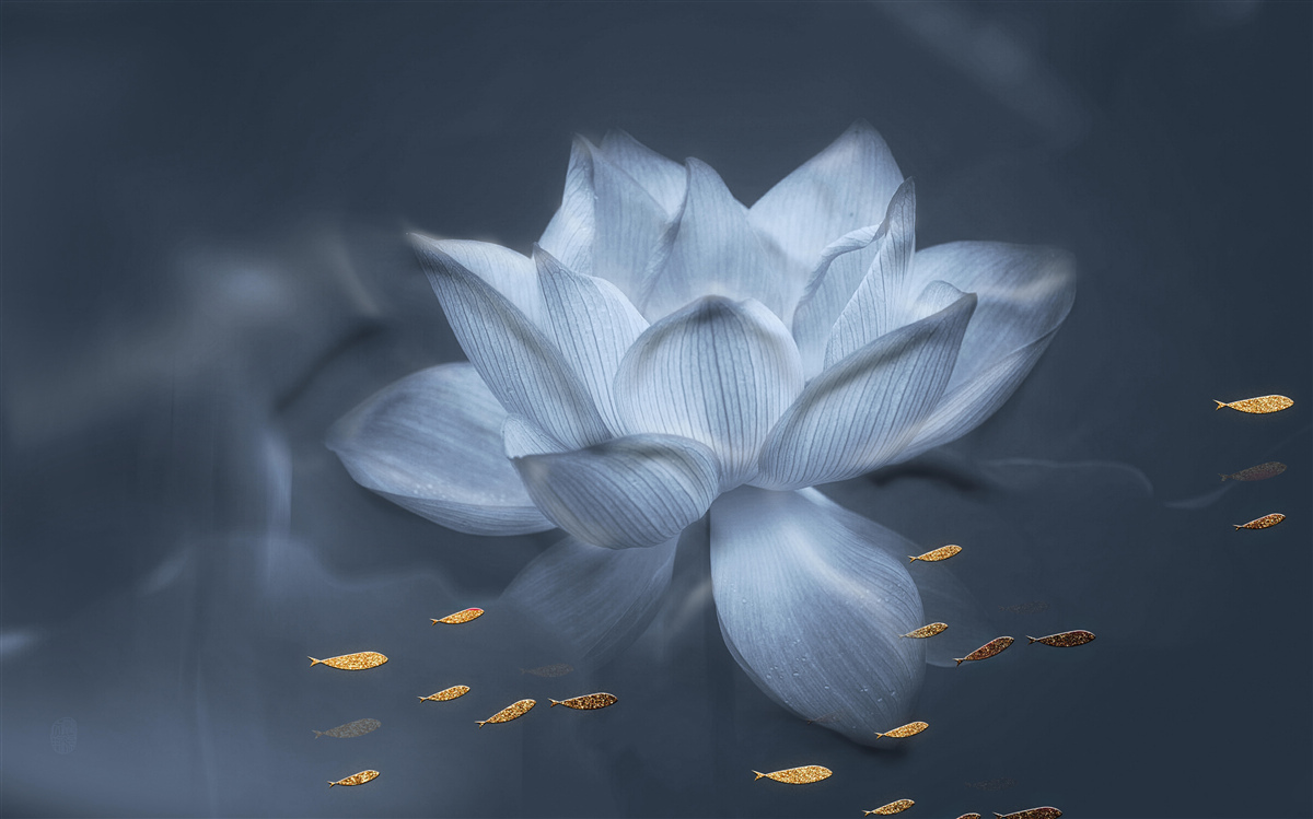 Fototapeta zlatá rybka a biely lotos